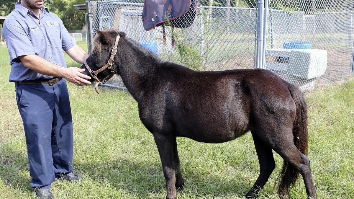
A pony was rescued in the floodwaters and is now at the Horry County Animal Care Center in Conway on Thursday. 
