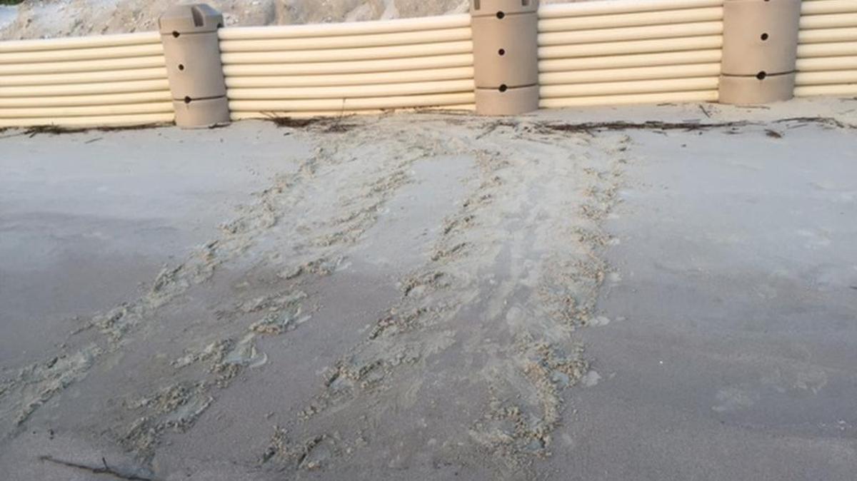 Sea turtle tracks lead to plastic seawalls on South Carolina beach