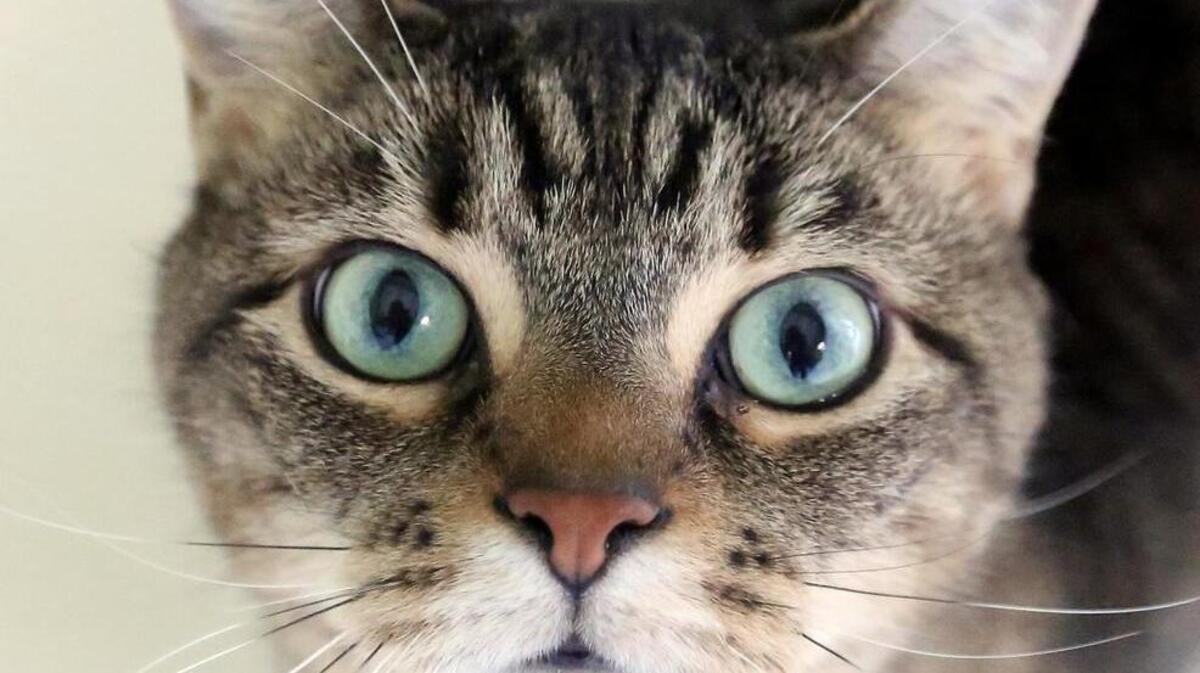 Charlie is one of the many cats available for adoption at Horry County Animal Care Center in Conway on Monday. Tuesday marks the first day of the care center’s discount spay/neuter clinic available to anyone with up to six dogs and/or cats.