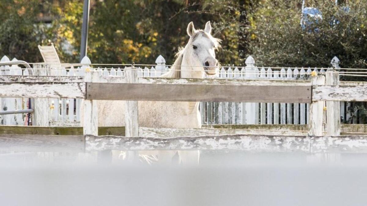 A horse looks over the fences of a farm for sale on McDowell Shortcut Road. Two horse farm sales in the area have residents concerned about new development, and asking for special zoning rules. Nov. 29, 2017.