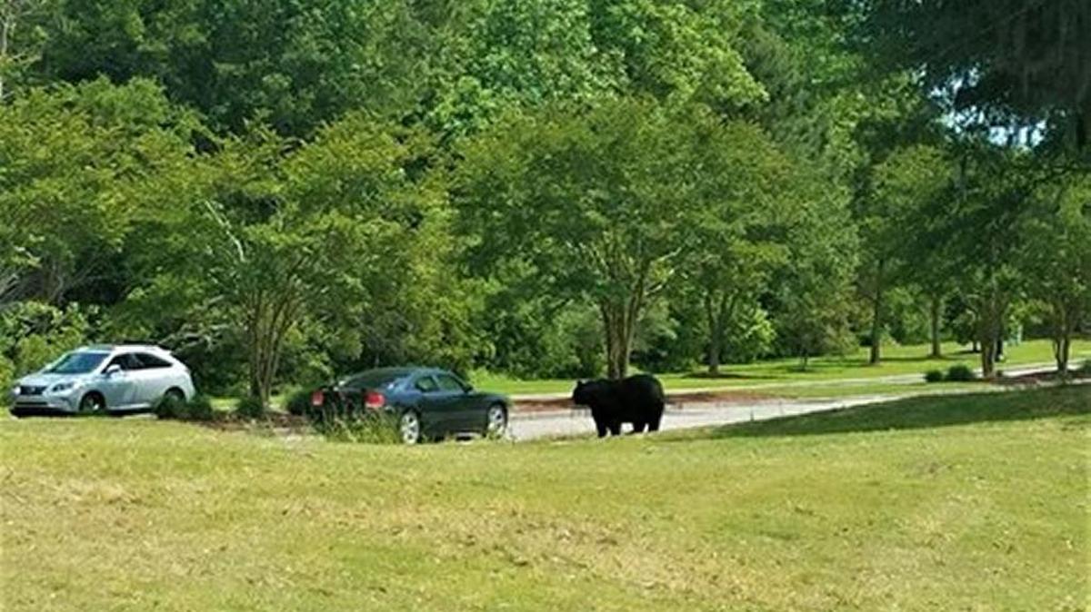 This bear was seen at Barefoot Resort and Golf Tuesday.