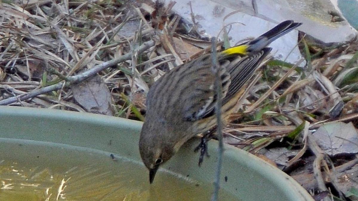 A warbler takes a drink from an icy bowl at Huntington Beach State Park.