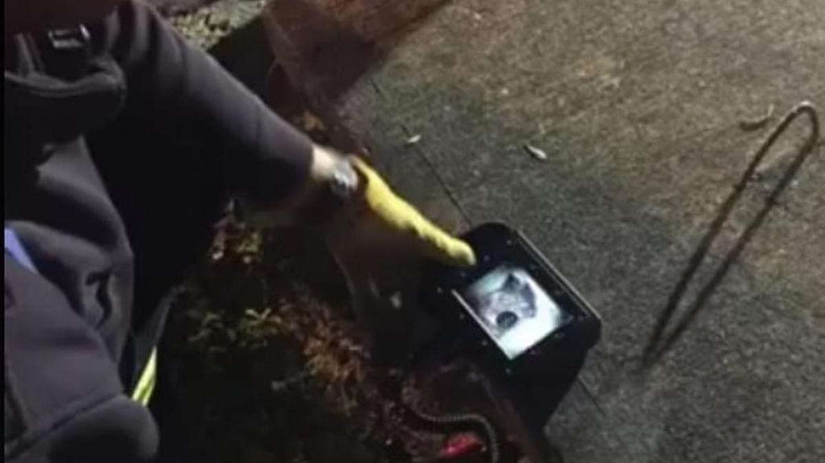 Firefighters with North Myrtle Beach Fire Rescue used a search camera to find what was trapped and crying in the depths of a storm drain Monday night.
