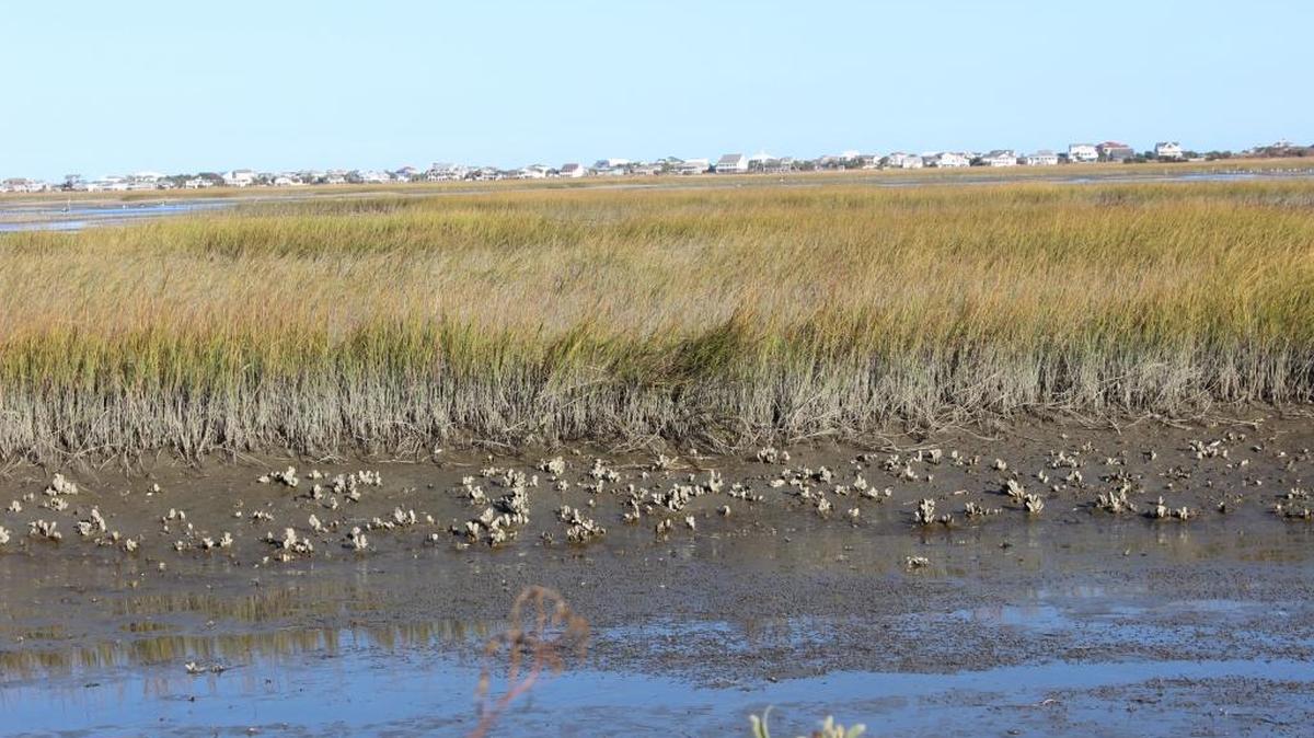 Dredging is expected to open up the creeks to the salt marsh at Murrells Inlet.