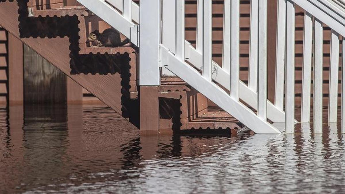 A squirrel finds refuge on a porch step of a home on Riverfront Road in the Bucksville community. Homes off of Landing Road in the Bucksville community are only reachable by boat as a result of the rising Waccamaw River. Oct. 7, 2015.