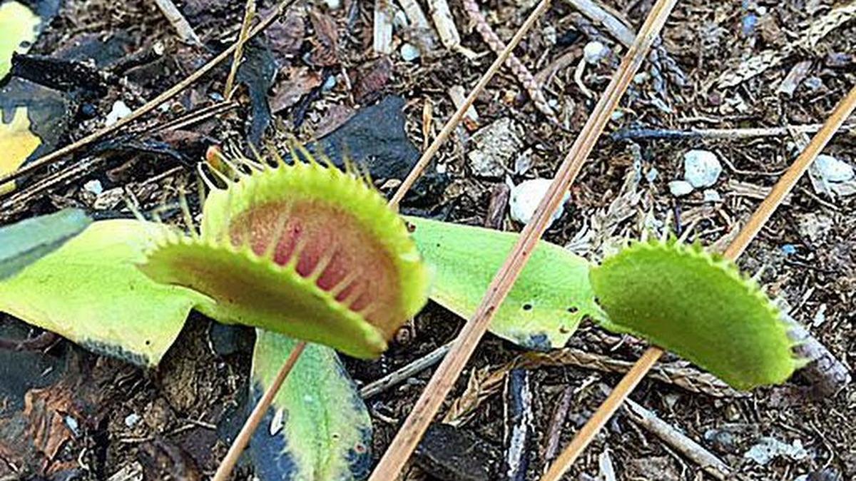 A Venus flytrap sits wide open while growing in the Museum of Coastal Carolina’s carnivorous plant garden. The museum, in Ocean Isle Beach, N.C., will welcome Mark Todd from the North American Sarracenia Conservancy for a program on southeastern North Carolina’s native species of carnivorous plants – including Venus flytraps, pitcher plants, and sundews – at 11 a.m. Saturday.