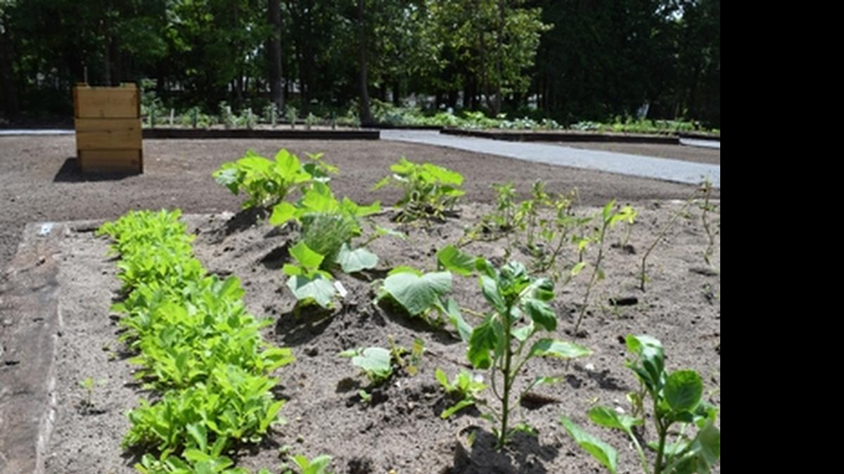 
A Garden of Hope community garden will have its ribbon cutting on Wednesday. Myrtle Beach residents can pay $25 annually to use one of the garden’s 18 planting beds.
