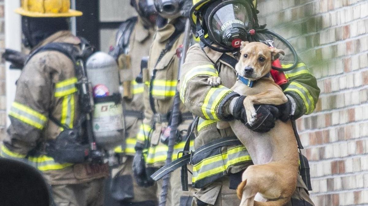 An Horry County firefighter removes a frightened dog from a house fire at 505 Garden Drive on Thursday, June 8, 2017. Homeowner, Andrew Lee, said he noticed the fire in his garage and got his family safely out of the home. Firefighters found his dog “Lily” hiding under the couch and got her safely out of the home as well.