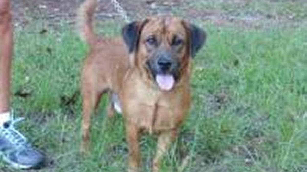 Buddy-Corgi mix-Brown and Black Dont let his stubby legs fool you! Buddy gets excited when he sees volunteers, he enjoys walks, catching the tennis ball, and he will let you pick him up to snuggle! He is small in size but has the biggest personality!