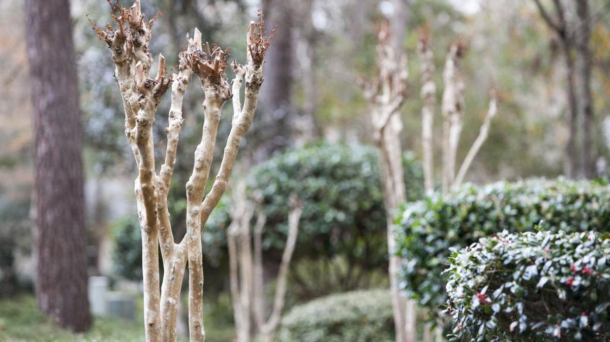 Overpruning and topping off crape myrtle trees, as seen last winter in a North Myrtle Beach subdivision, presents an unattractive sight and the potential for long-term tree damage.