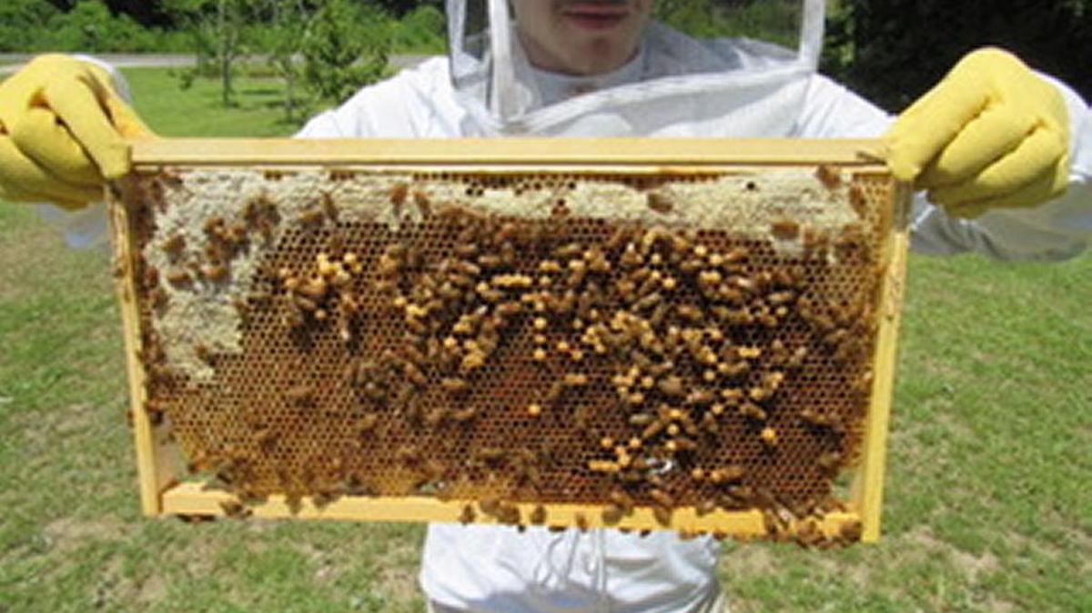 Peter Pendleton checks on his bees.