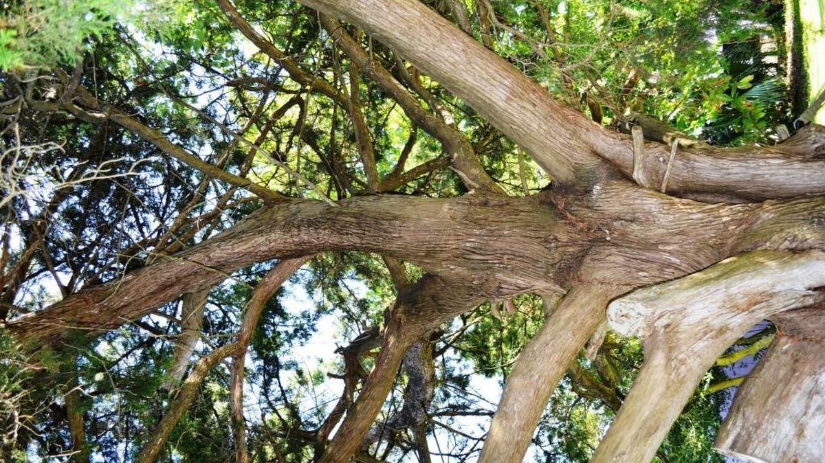 
The North Myrtle Beach Tree City Board has presented its Tree of the Month Award for September to Horace and Cecelia Campbell for an Eastern Red Cedar tree located on property they own at 312 23rd Ave. N. 
