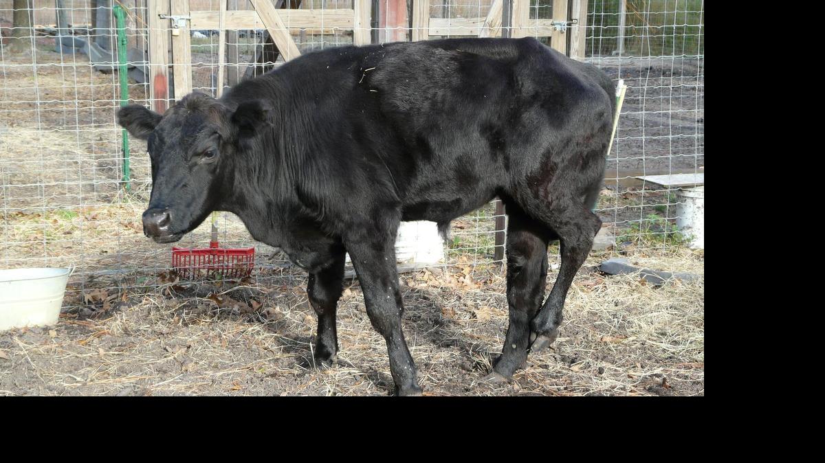 
Norman the steer suffered a broken leg, but it turned out to be a good luck charm that led him to his home at S.C. Coastal Animal Rescue and Educational Sanctuary in Georgetown.
