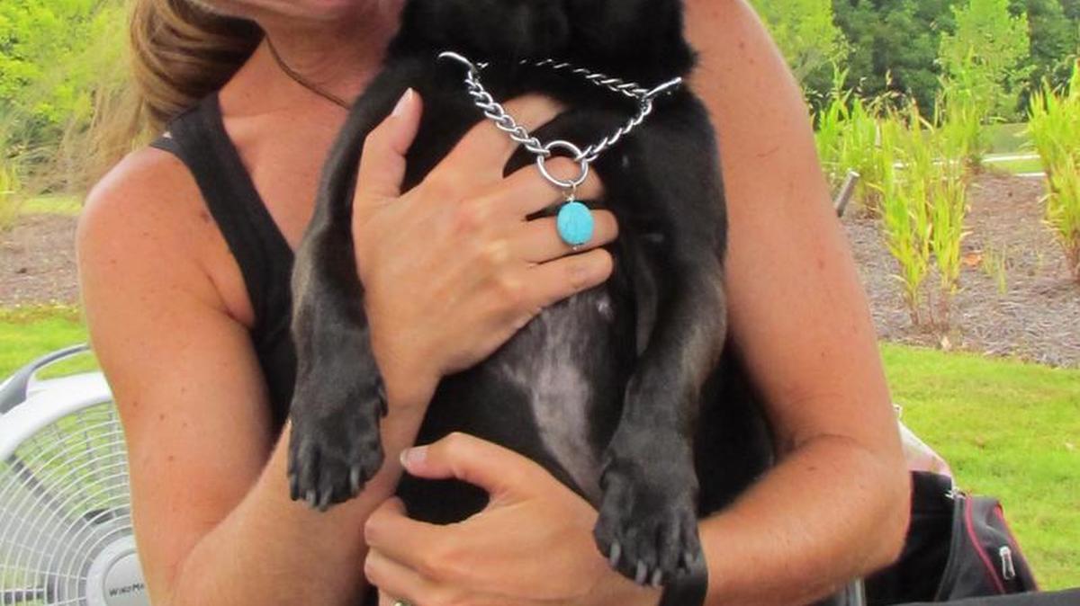 Jennifer Gerrald, owner of JLG Finery & Winery at the Next Generation building on U.S. 17, Sunset Beach, N.C., holds Jasmine, 2, to display the dog collars she makes. “They won’t choke the dog or slip off,” Gerrald says. “They are the most humane collars.”