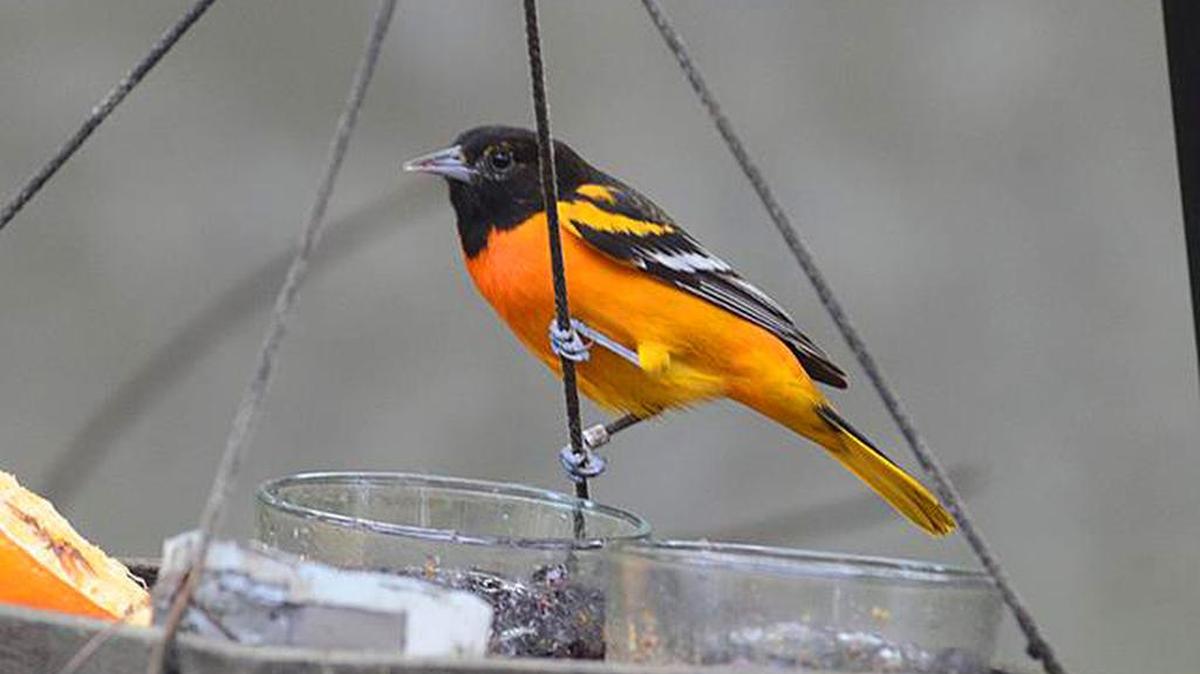 
 Baltimore orioles are returning to the area for winter.
