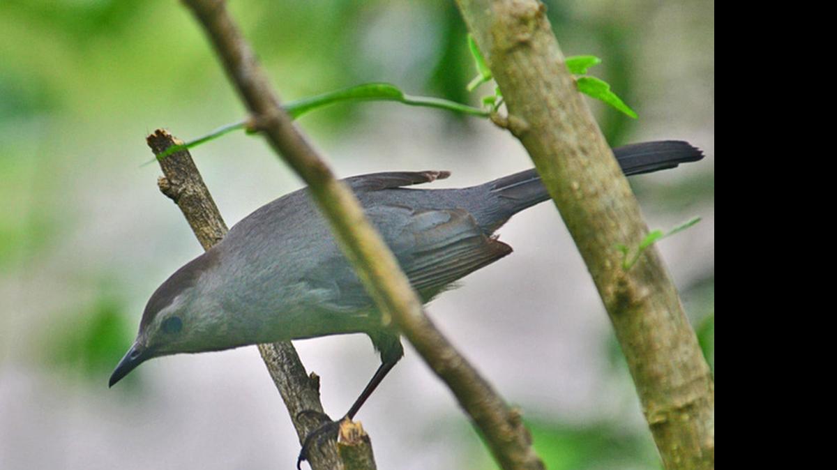 
The gray catbird is a common skulker of the shadows in our area.
