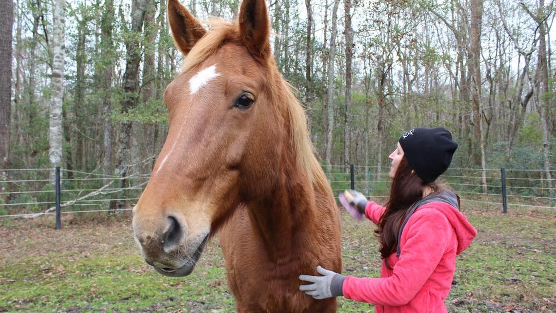 Equine Specialist Brooke Gould brushing Compliments at the Barnabas farm.