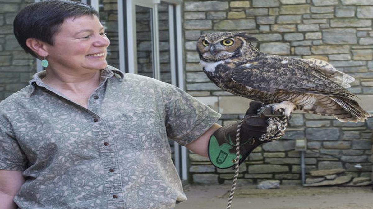 
Laurie Davison, director of Salato Wildlife Education Center, held a resident Great Horned Owl Thursday June 19, 2014. Photo by Maryjean Wall. Courtesy of the Lexington, Ky., Herald-Leader
