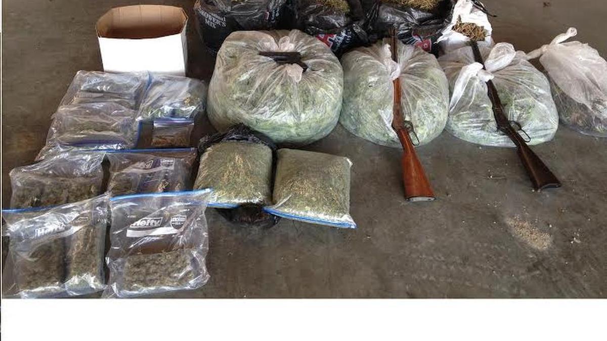 Horry County police found 216 marijuana plants, an estimated 40 pounds of loose marijuana, and guns while executing a search warrant at a Little River area home.