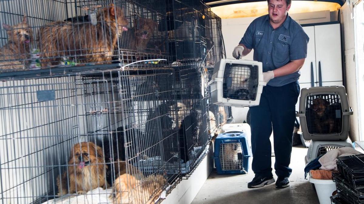 Horry County Police seized more than 100 dogs and puppies from a breeder in 2015.