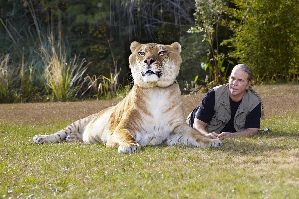 Bhagavan “Doc” Antle, owner of Myrtle Beach Safari, rests by Hercules, a liger — a hybrid of a tiger and lion — and the Guinness World Records holder as the largest living cat.