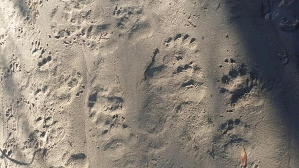 Paw prints of an adult bear and cub tracked along a dirt road in December near International Drive.