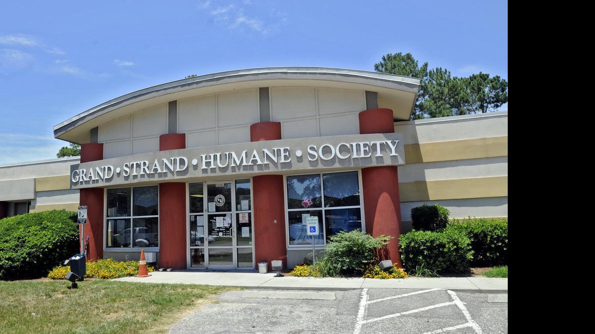 
Many dogs and cats are available for adoption at the Grand Strand Humane Society at 3241 Mr. Joe White Ave.
