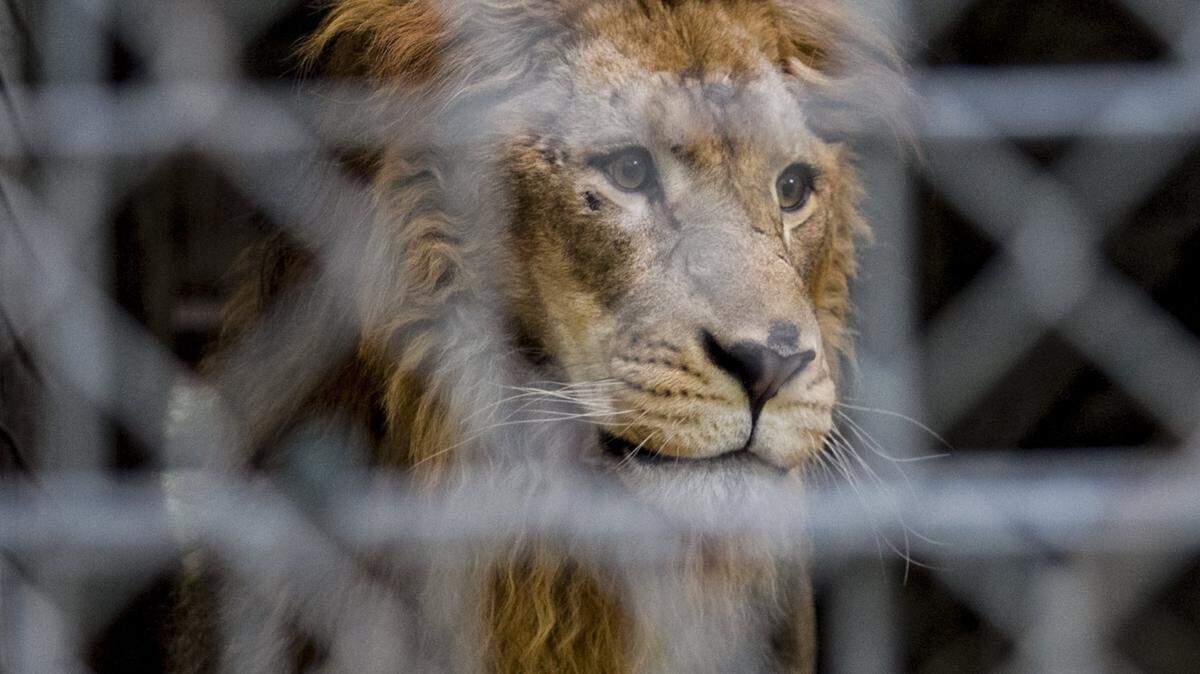A lion looks through doubled chain length fencing at the Waccatee Zoo in Socastee. in 2016.