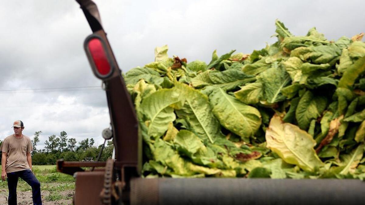 tobacco in south carolina Dreams Horry County farmers grow half