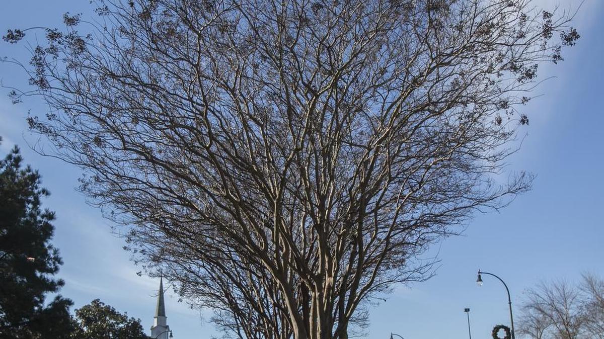 Stately crape myrtle trees, reflecting proper pruning and care by city of Myrtle Beach park maintenance crews, line a median last winter on 14th Avenue North.
