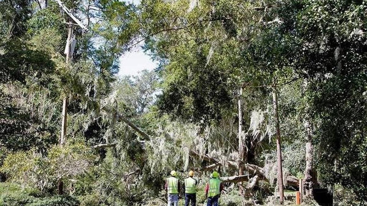 Crews with Trees, Inc., of Michigan, survey the scene before clearing a fallen tree from a power line as Santee Cooper line crews repair lines after Hurricane Matthew passes Sunday, Oct. 9, 2016 in Murrells Inlet