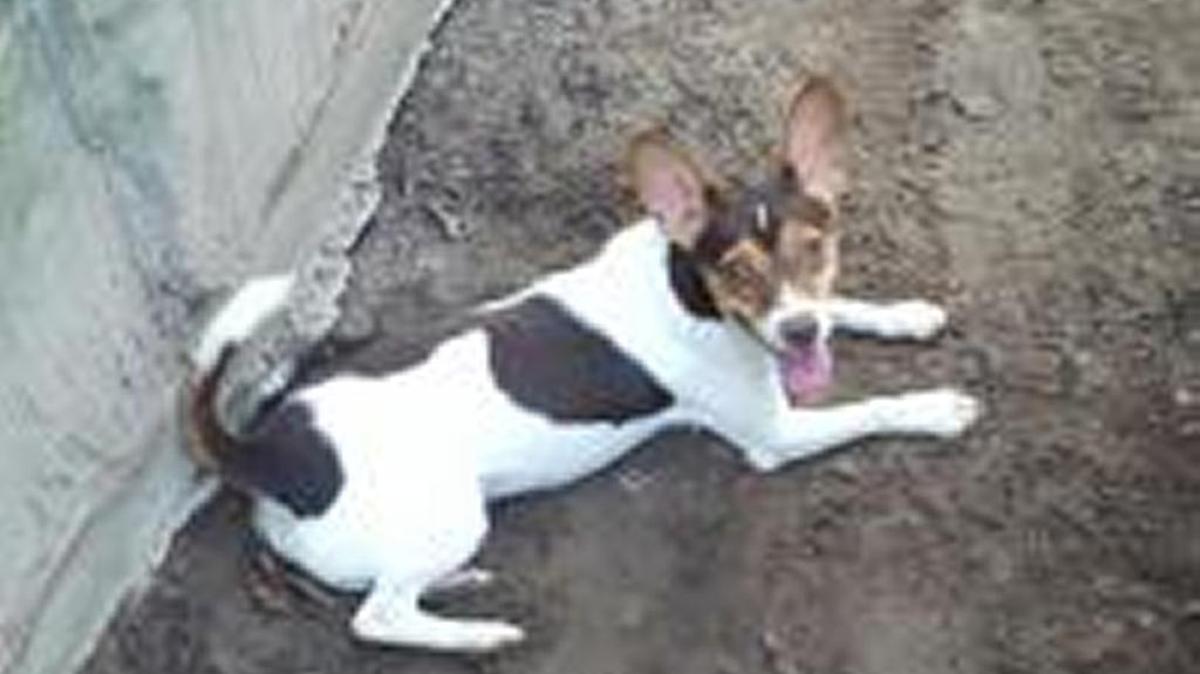 Monty-Terrier mix Monty is a little guy with a big personality! Monty likes to play with the other dogs his size, he will run around the yard with the others, chasing, jumping, grabbing toys, etc! Monty is looking for a family that will take him on long daily walks.