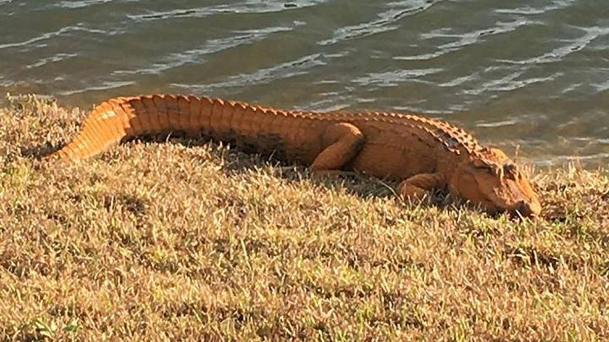 “Donny” the orange alligator suns near a pond in Calabash, N.C.