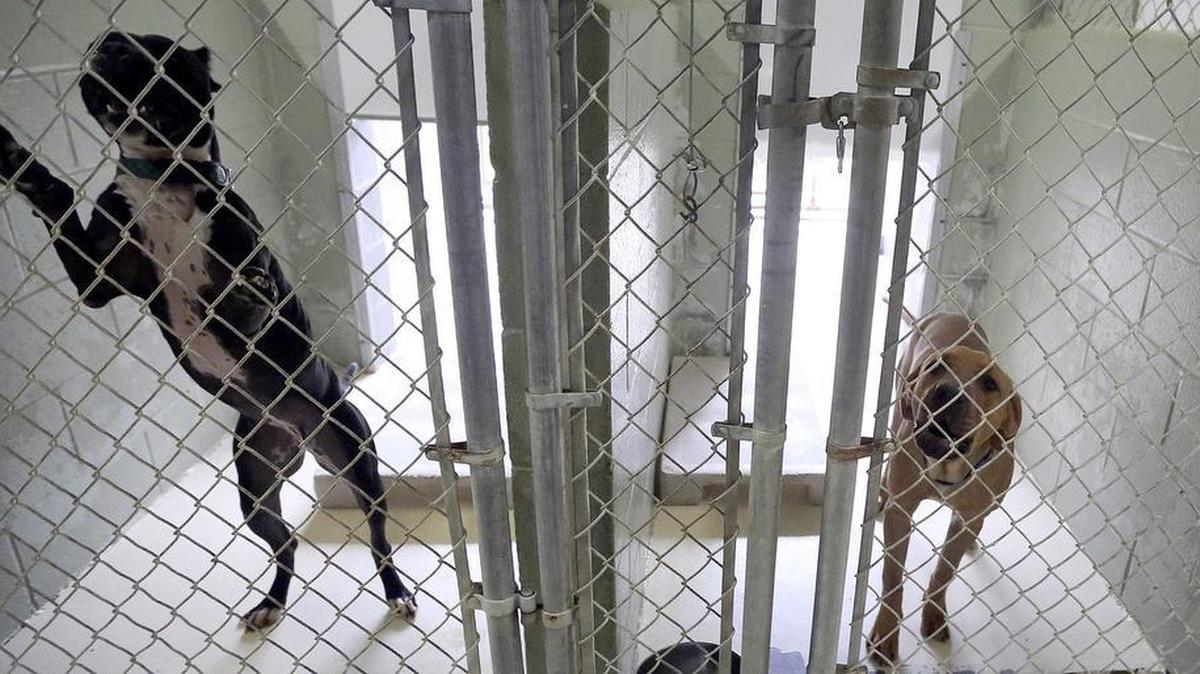 County Council members on Tuesday gave their second vote of support for an ordinance that is designed to help county officials better identify businesses that value profit above animal welfare.
