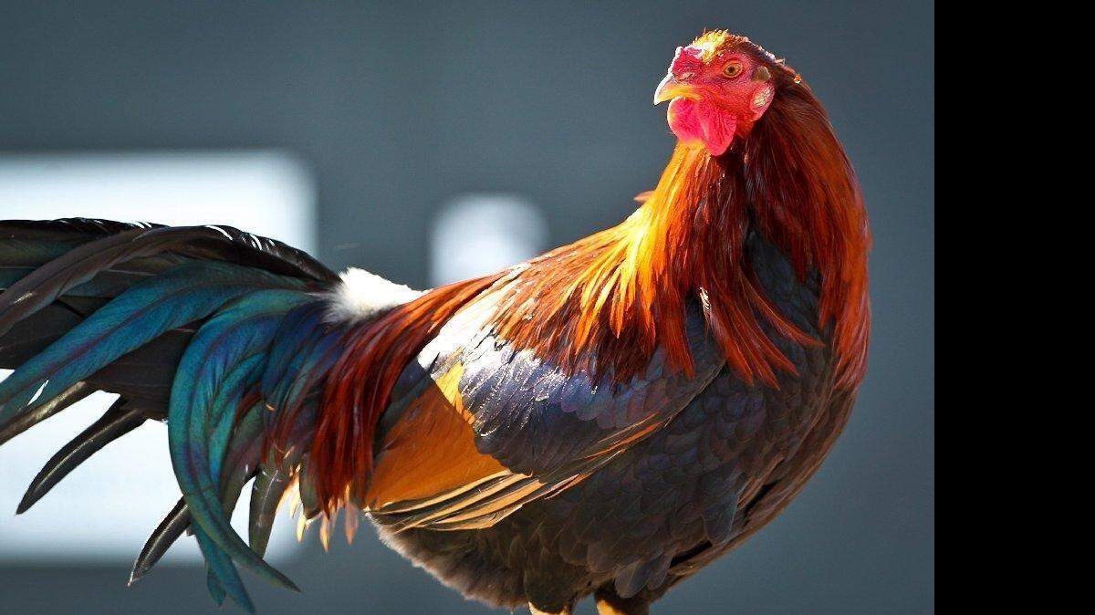 
A gamecock
