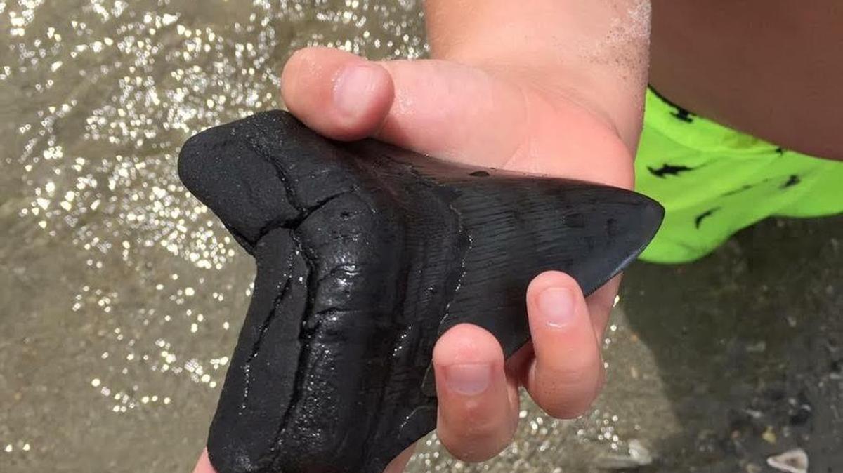 The megalodon tooth 7-year-old Foster Frazier found back in June. The tooth is estimated to be over 5 inches long.