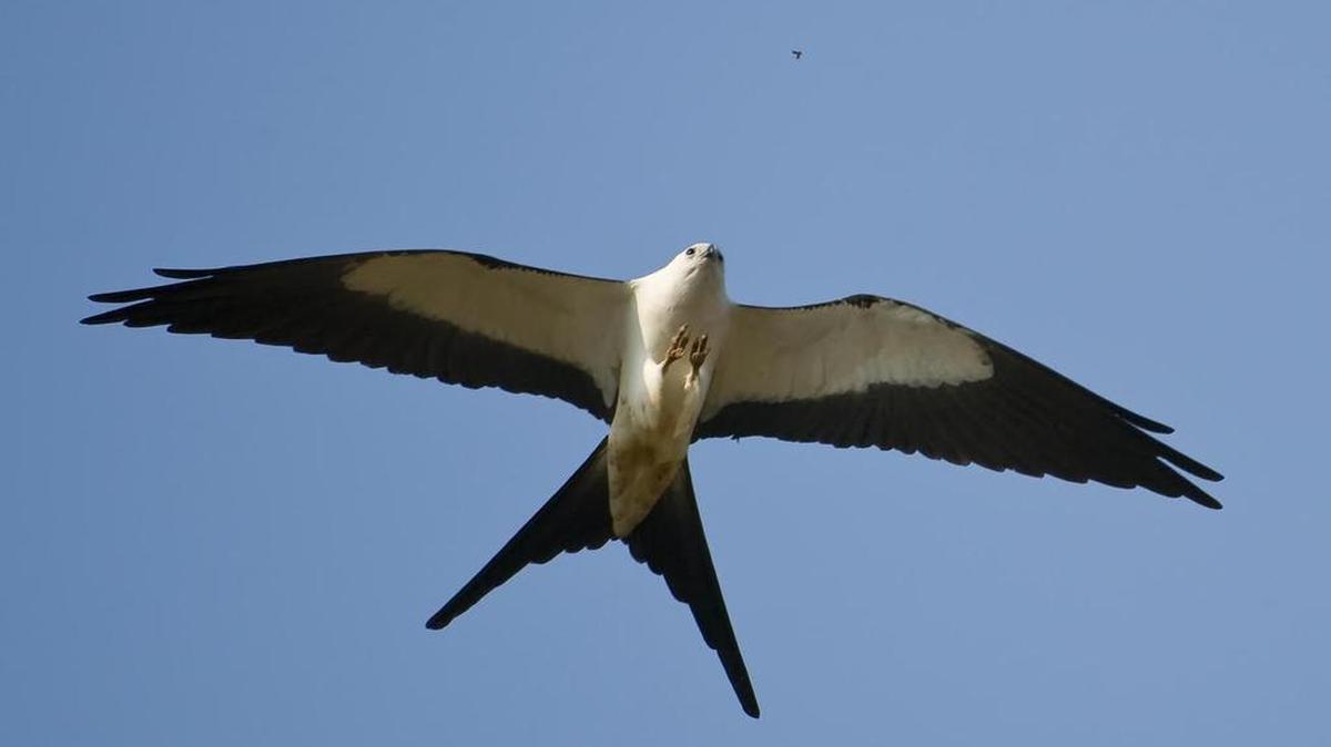 With talons spread, a swallow-tailed kite closes in on an insect (center, upper right) for a quick bite on the fly. Anyone who sees one of these marvelous, soaring hawks is asked to asked to jot down the time, date, place, and behavior (such as flying or vocalizing), and relay the data – simply and easily – at stki.thecenterforbirdsofprey.org, calling 843-971-7474, or by U.S. mail to The Center for Birds of Prey, P.O. Box 1247, Charleston, SC 29402.