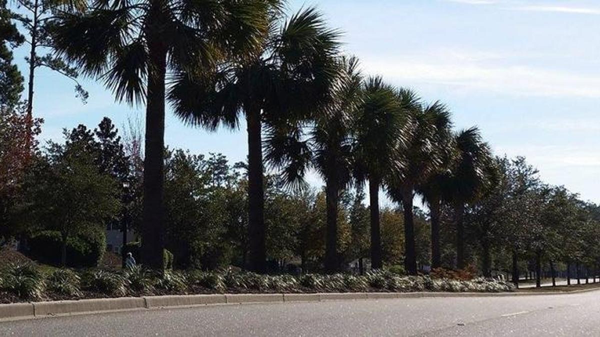 Palmetto trees along Farrow Parkway in The Market Common