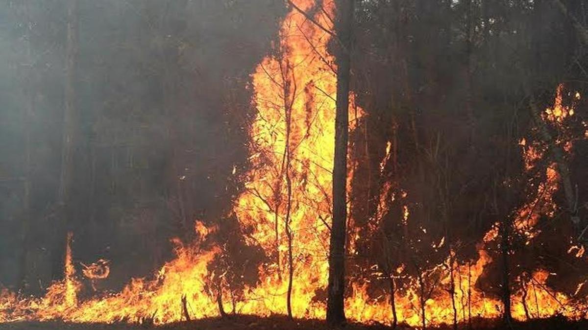 Loris firefighters report they have seen a 300 percent increase in wildland brush or woods fires during February and March compared to the same months from the last two years.