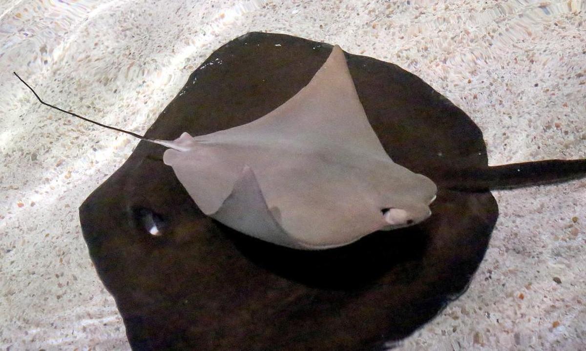 Several stingrays at Ripley’s Aquarium are given their annual physicals and ultrasounds on Wednesday, March 2, 2016. No pups were found in the cownose rays, spotted eagle rays and southern stingrays. The rays were measured and blood drawn for testing as students from Horry-Georgetown Technical College watched the exams.