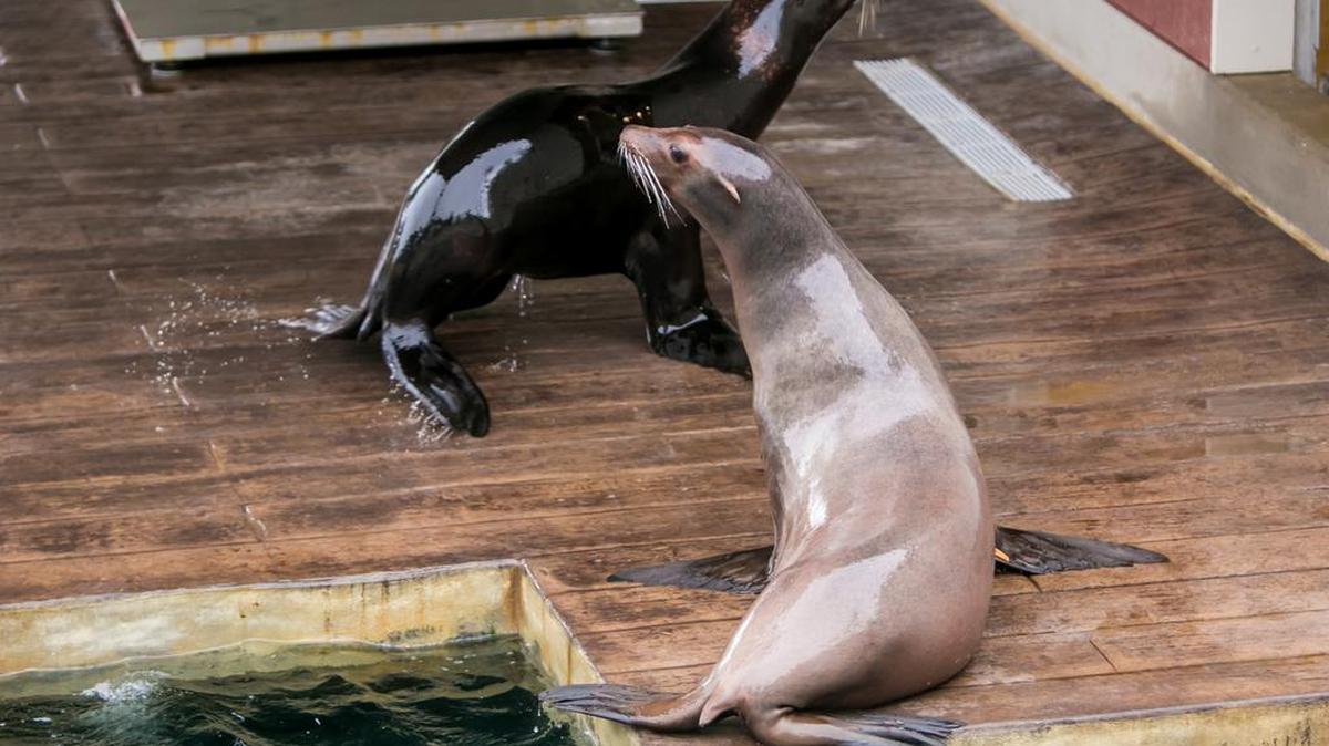 Sea lions Annette and PJ relax on the deck at Sea Lion Landing at Riverbanks Zoo.