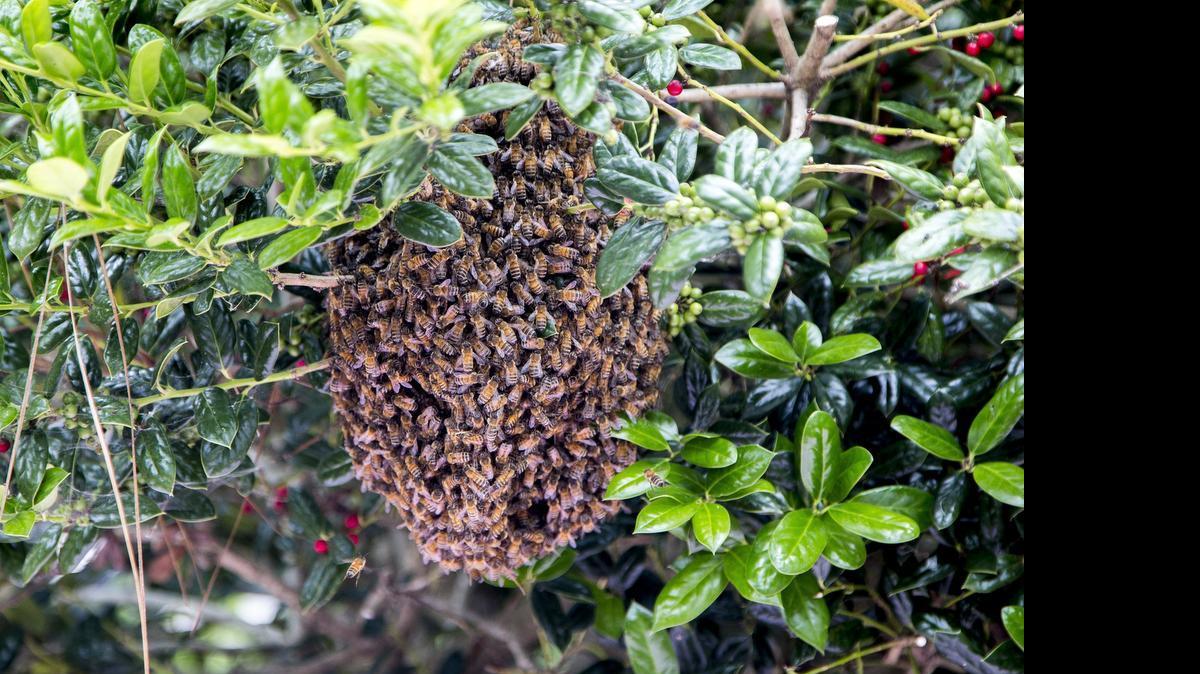 A “swarm” of honey bees hangs from a holly bush.