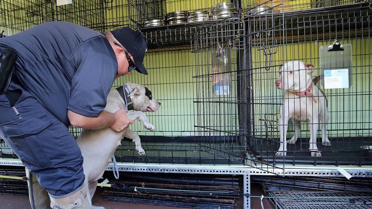 People bring their dogs to an Horry County Animal Care Center mobile unit to be kept during the Bucksport community evacuations on Thursday, Oct. 13, 2016. Bucksport has rising water from Cowford Swamp off the Great Pee Dee River. The care center will keep the pets for free and return them to the owners after the evacuation is over.