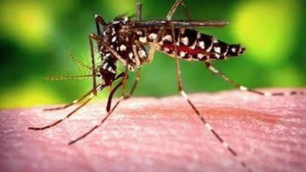 Aedes Aegyptui mosquito