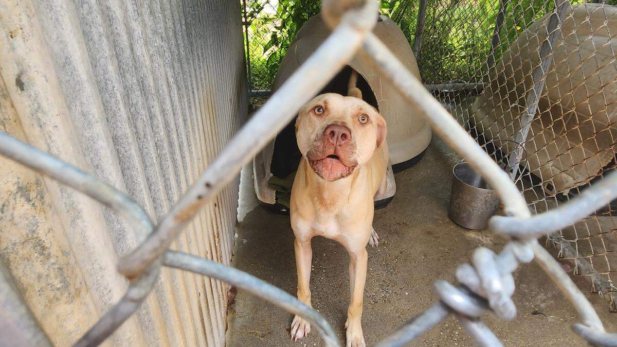 One of nearly 90 dogs currently being housed at the Grand Strand Humane Society’s outdated headquarters on June 18, 2023.