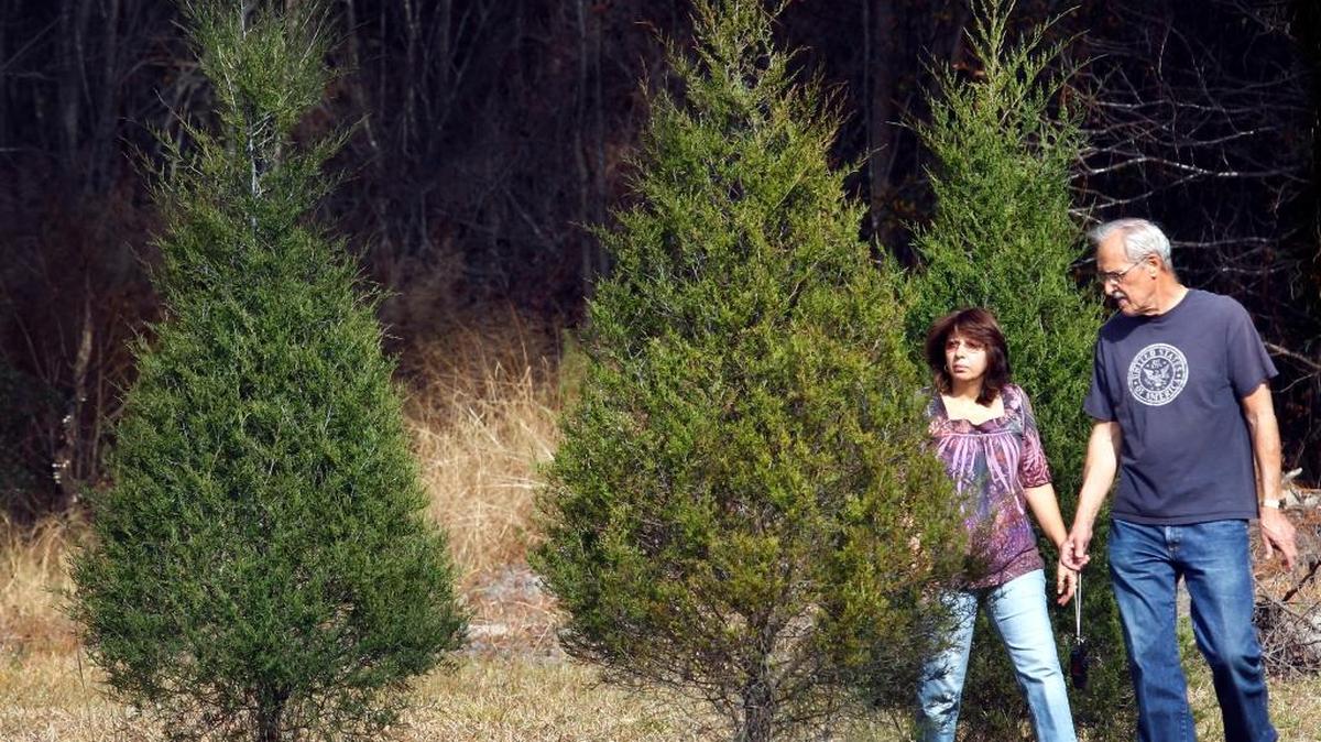 A couple looks at trees at Booth's Christmas Tree Farm in Conway. 2012 photo by Steve Jessmore sjessmore@thesunnews.com.
