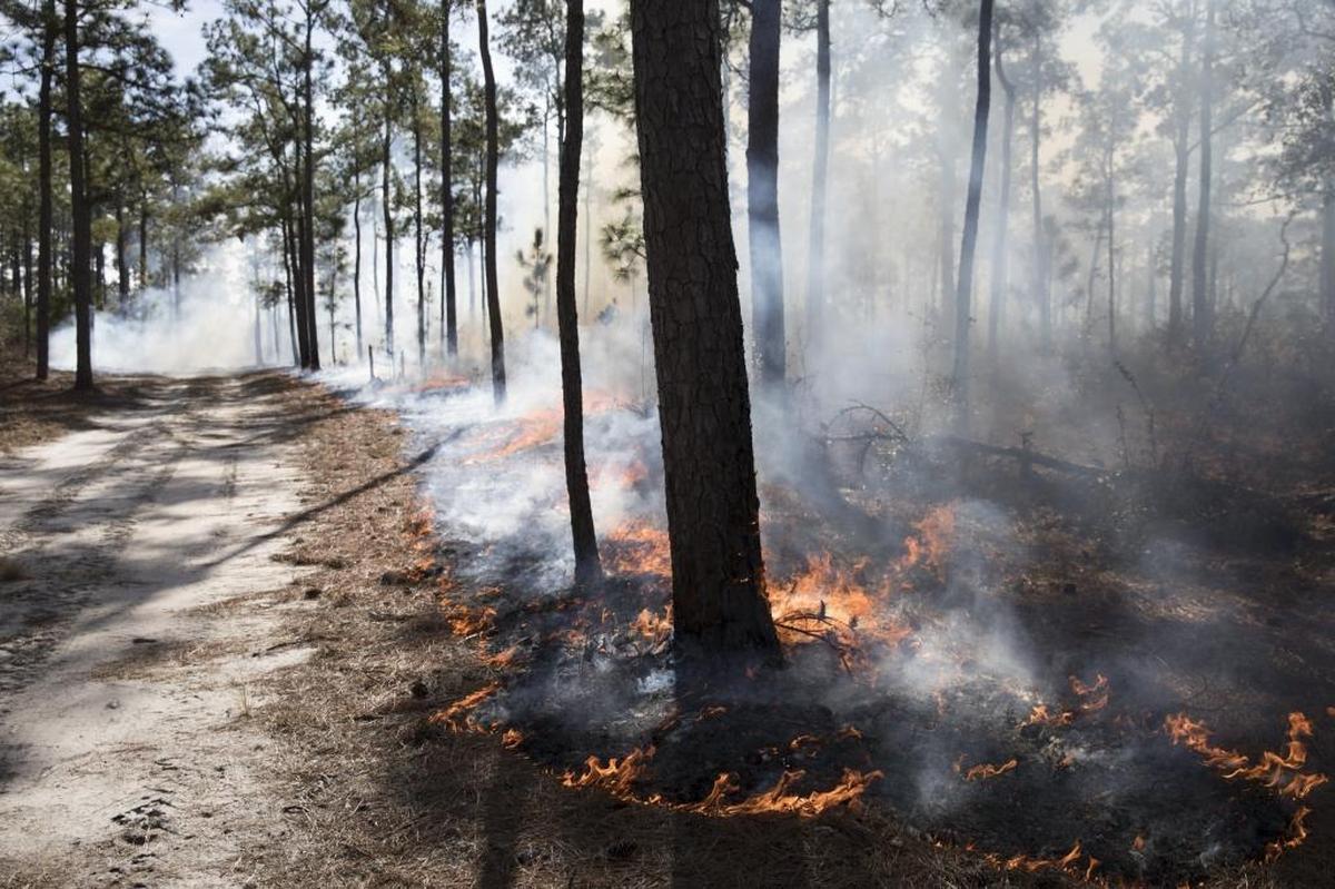 Foresters took advantage of favorable conditions to burn over 100 acres of undergrowth in Brookgreen Gardens on Friday. According to Mike Ammons, Director of Natural Areas, the blaze provides for better habitat for the endangered Red-cockaded woodpecker as well as for other species that live in the longleaf pine forest. Jan. 26, 2018.