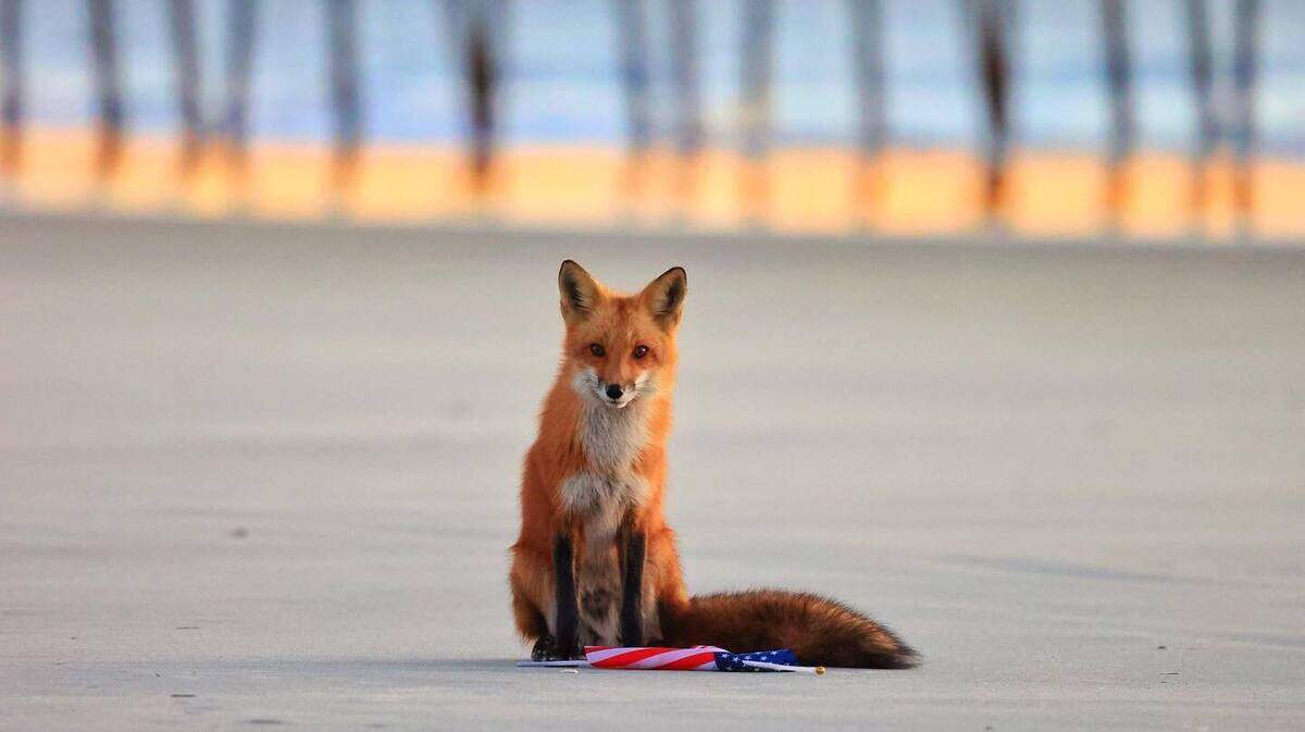 A fox strolls the beach in Garden City at sunrise. Photo from Jan. 26, 2023.