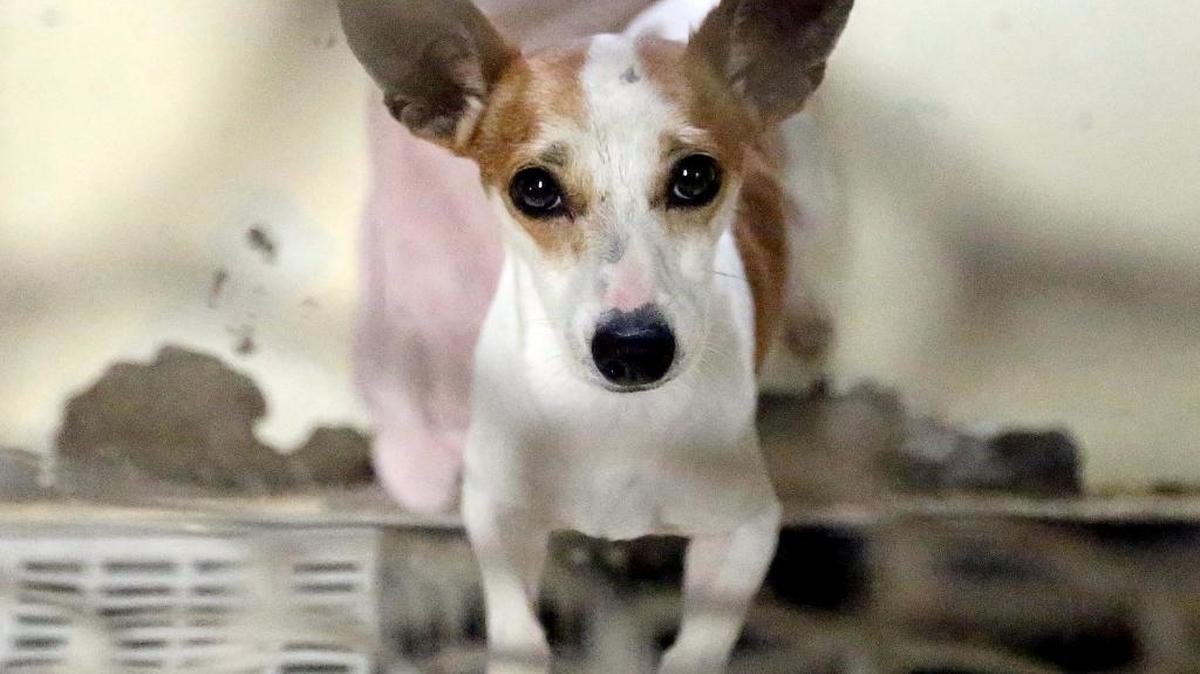 Hurricane Matthew dogs are housed in the Horry County Animal Care Center in Conway on Friday, Oct. 14, 2016. Some of the dogs were found abandoned, but some are housed at the shelter for safe keeping while their owners are evacuated. The shelter houses the dogs for free while the owners wait to return to their homes.