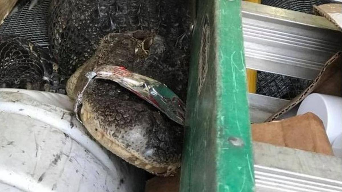 A 7-foot alligator was captured by wildlife removal specialists Wednesday night after it ate a dog in a Murrells Inlet community.